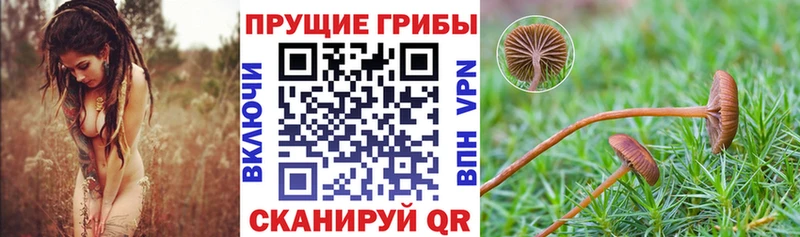 купить наркотики сайты  Ногинск  Галлюциногенные грибы мицелий 