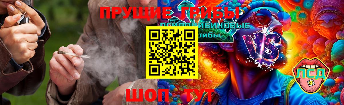 Галлюциногенные грибы Psilocybe Ногинск
